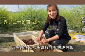 河南农村美女老板养三十多亩龙虾，一亩年收入8000元，真能干