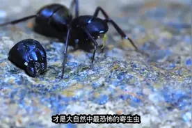 最小的寄生蝇，只有一粒盐大小，却让蚂蚁痛苦到拧断自己的脑袋视频封面