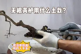 无根黄栌下山桩用什么土栽成活率高？这种土知道人很多！赶紧看看视频封面
