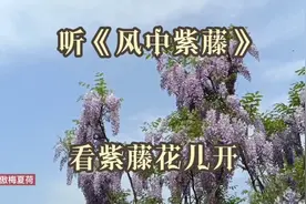 成都新都区芳华微马公园几百亩紫藤花盛情绽放中……视频封面