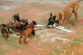 五十天的小马犬兴奋度高，八只小狗抢一根绳子，有点意思