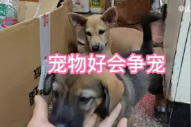 宠物好会争宠，抱着另一只狗，它竟然对着直叫我太难了视频封面