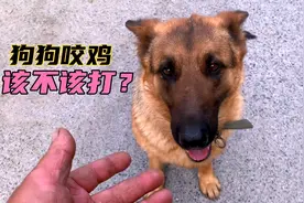 狗狗咬鸡被打的嗷嗷叫，这不是狠心，是为了它长命用心良苦的关爱视频封面