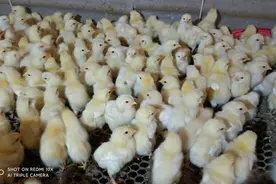 小鸡刚回来第一天，水里放什么？鸡好养成活率高视频封面