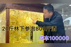 大爷用20斤林下参泡800斤酒，成本就得100000左右，真是豪横视频封面
