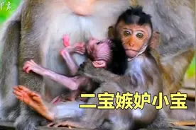 二宝还没长大，猴妈妈又生了小宝，二宝嫉妒小宝吃奶视频封面