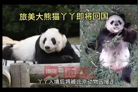 旅美大熊猫丫丫将于4月7日乘飞机落上海检疫之后被北京动物园接走视频封面