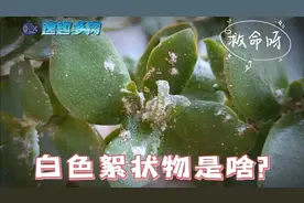 多肉叶片上出现白色絮状物是啥？发现了赶紧处理，否则后患无穷！视频封面