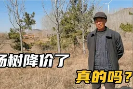 一立方杨树现在买多少钱？听听大叔说下行情，哥哥还栽了这多…视频封面