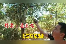 山里挂满树野果，据说叫屈头鸡，名字奇怪你认识吗视频封面