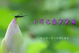 第三届朱自清小荷文学奖评选正式启动！敬请关注！视频封面