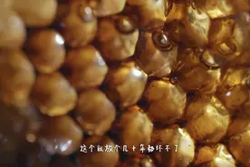 我们村：这样蜂巢蜜，保存几十年都坏不了。视频封面