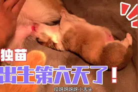 逮到一只吃货小奶狗，吃奶姿势萌翻了，不给它吃还竟然对主人生气视频封面