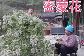 老罗家黄糯米花花又叫纯天然染饭料花，一家人怕下雨打湿连夜收了视频封面