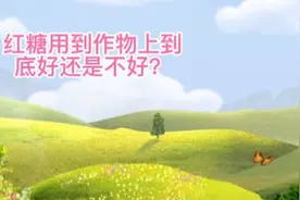种蔬菜别再乱用红糖了，这才是正确使用方法，农户有必要知道视频封面