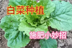 白菜用鸡粪水浇一下，白菜疯长不停，后期包心结实口感好视频封面