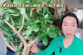 春季给玉树修剪这四个地方，枝干长成大象腿，叶片肥厚状态好！视频封面