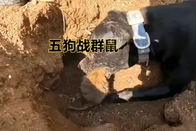 五只猛犬苦战几百只老鼠，狗子抓老鼠，太牛了视频封面