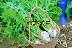 大头菜传统腌制方法，用盐搓青压干水再晒干，放两年还是翠绿色的视频封面