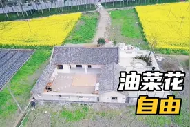 油菜花中的漂亮悠闲房子，巴适得很哦，适合经营，田园咖啡视频封面