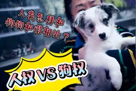 人权VS狗权，人类怎样和狗狗和谐相处？怎样和小动物和谐相处？视频封面
