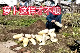 萝卜和萝卜不一样，这样做才不糠心，啥时侯吃也没有问题视频封面