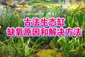 无过滤三无缸，古法生态鱼缸水里缺氧的原因和解决方法，古法养鱼视频封面