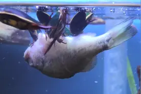 一群龙虱把大鱼吃的只剩下骨头，已消失的水老鳖，现在还能见到吗