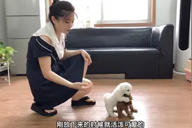 小比熊和小泰迪初次见面，刚放地上就大打出手拉都拉不开，太逗了视频封面