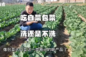 很多人不会吃白菜包菜，洗健康还是不洗健康？视频封面