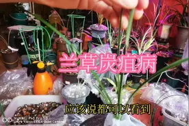 兰草养殖过程中最容易得的病之一是炭疽病，这样防治效果很好视频封面