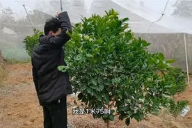 种植赣南脐橙精心细管第3年，树苗长势1米75了，可以挂果多少斤视频封面