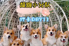 阳光正好，柯基乱跑~贡献了一堆表情包~视频封面