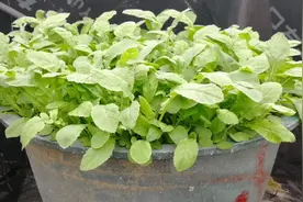 种植萝卜有妙招，用这“喷洒”，萝卜不长虫，长势快，健康环保视频封面