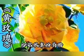 @流年音乐#'《黄玫瑰》听过很多遍，却不知道它背后的故事！视频封面