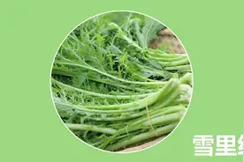 #雪里红 的功效和营养价值 #健康饮食 从我开始，今天你吃了吗？