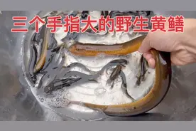 小伙野外抓鱼打野，收获一只成年老黄鳝，目测有半斤以上视频封面
