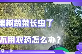 果树和蔬菜都长虫子了，又不想用农药，用这个配方试试看效果。