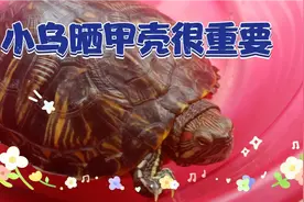 小乌龟晒甲壳会促进钙吸收、助消化、杀菌驱虫的作用。视频封面