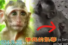 凯蒂悲惨的一生倏尔画上了句号。真正的凶手是它出生后偷走它的人视频封面