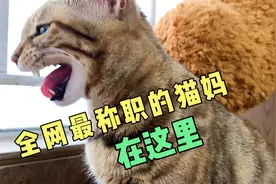 教子有方！小猫第一次犯错猫妈严厉管教，低头认错奶萌可爱！视频封面