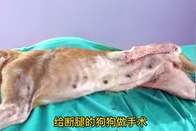 给断腿的狗狗做手术。关爱动物，从你我做起。视频封面