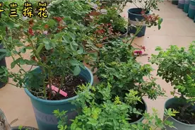 月季，玫瑰，蔷薇，刺梨，山木香实际对比，让你们认识真正的玫瑰视频封面