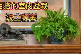 百搭的室内盆栽波士顿蕨视频封面
