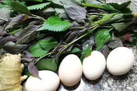 五毛钱紫苏加鸡蛋这样吃，很适合秋天的保养，90岁老奶奶极力推荐