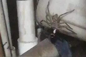 看看蜘蛛怎样吃蟑螂。