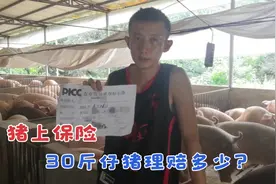 给你的猪上保险了吗？30斤的仔猪也能理赔，养殖户保障再升级视频封面