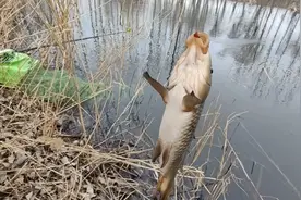 潍坊峡山水库钓鱼直接爆护，全是大板鲫，直呼过瘾！视频封面