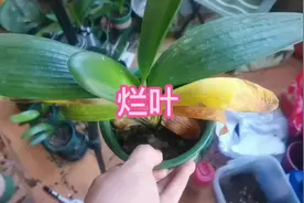 君子兰岀现烂叶怎么办，是自然退叶现象吗，这棵兰我是这样处理的视频封面