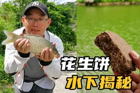 花生饼打窝真的有那么厉害吗？水下测试揭露真相，对比结果很明显视频封面